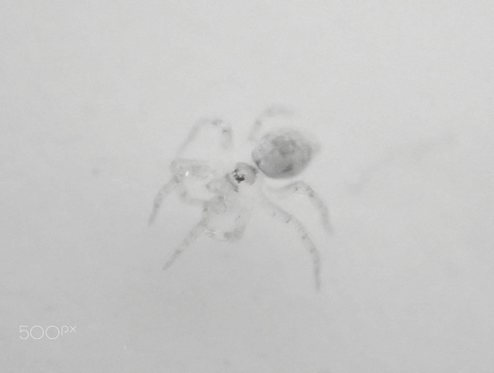 Olympus TG-4 sample photo. White spider photography