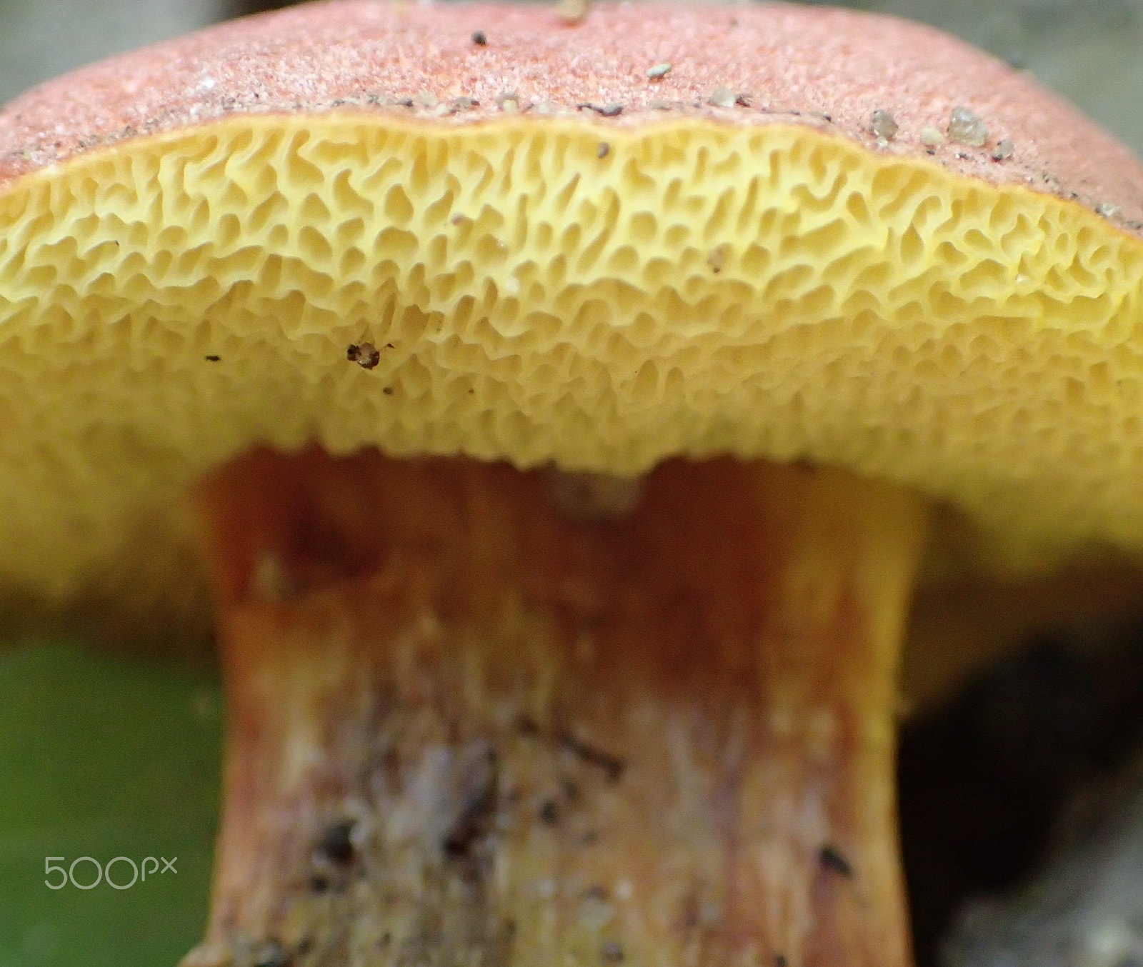 Olympus TG-4 sample photo. Mushroom photography