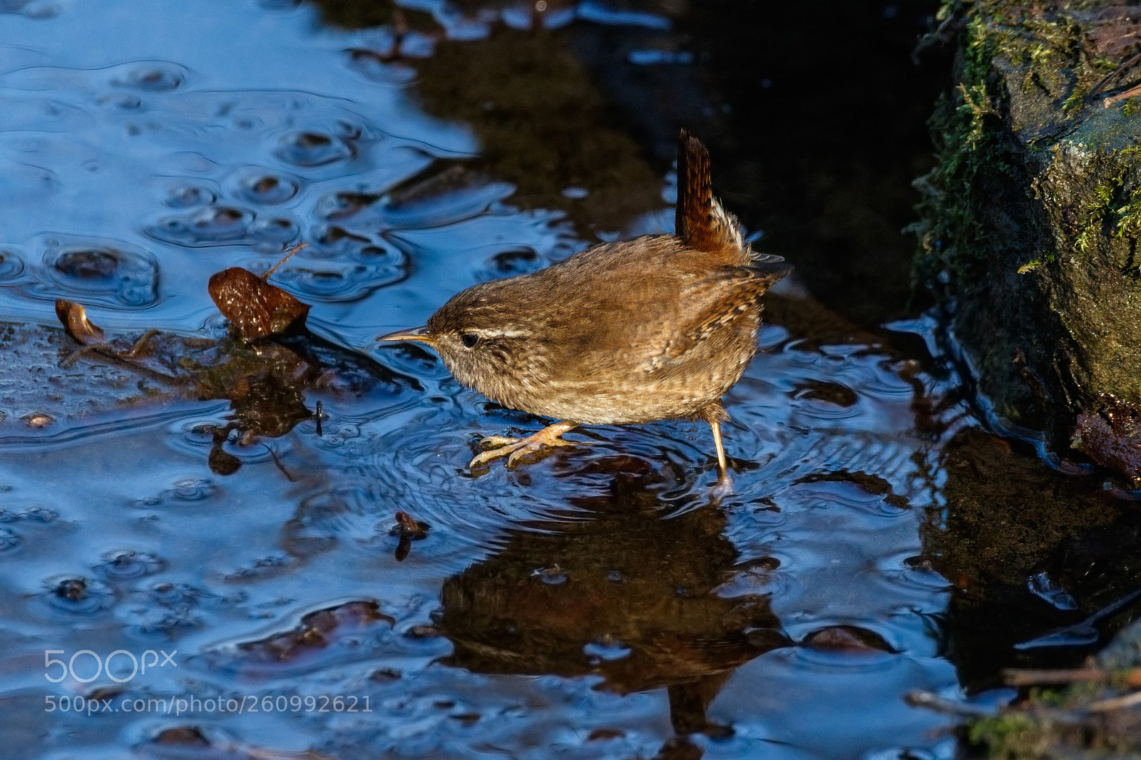 Canon EOS 7D Mark II sample photo. Wren (**) photography
