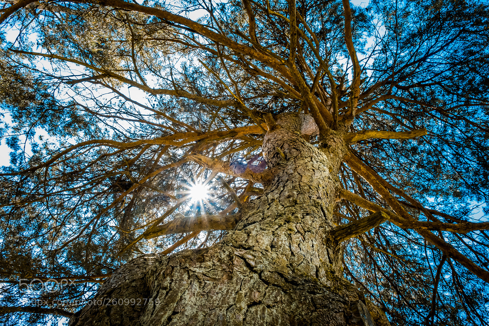 Fujifilm X-T2 sample photo. Dreaming under the tree photography
