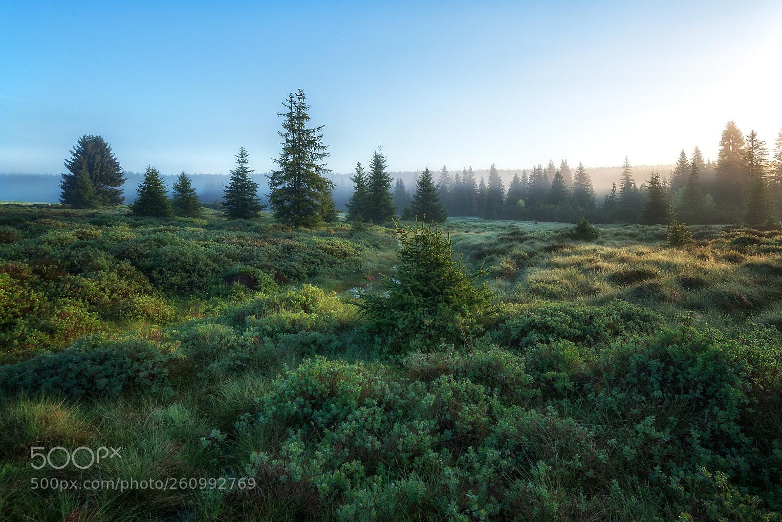 Nikon D800 sample photo. Mezilesní slať Šumava photography