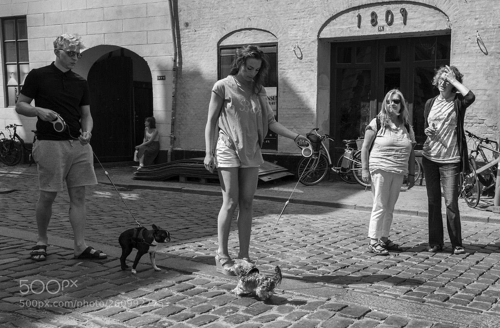 Fujifilm X-T20 sample photo. Dogs getting attention photography