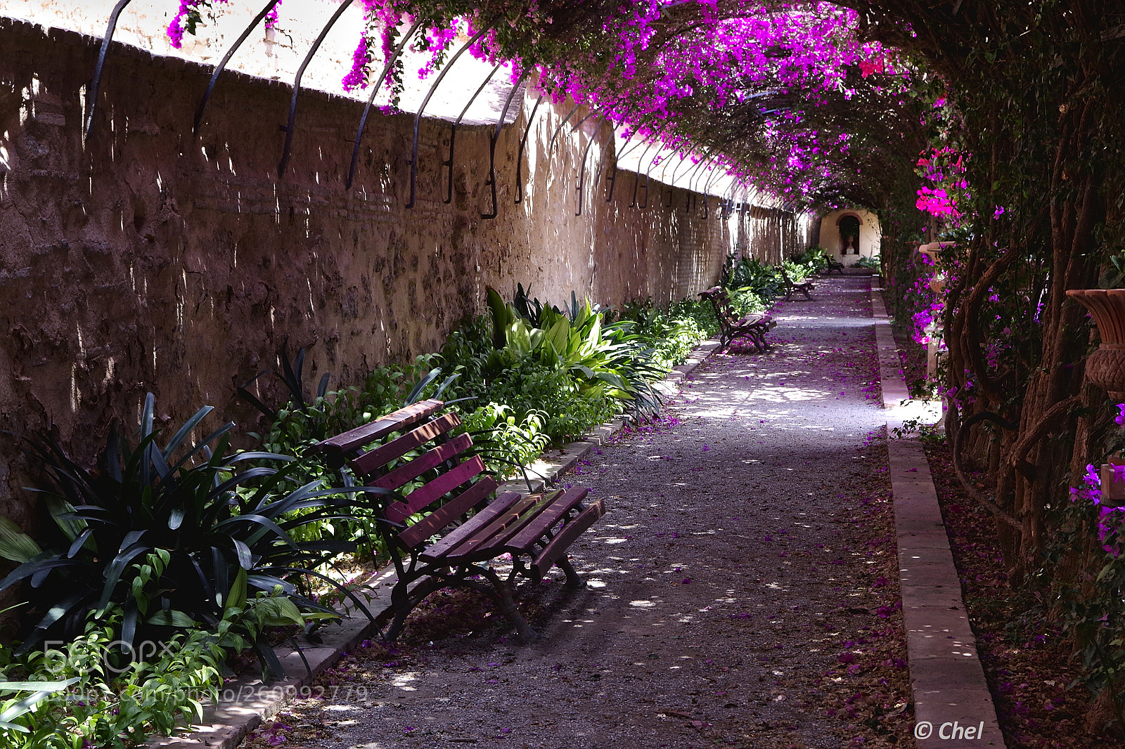 Pentax K-50 sample photo. Tunel de la bouganvillea photography