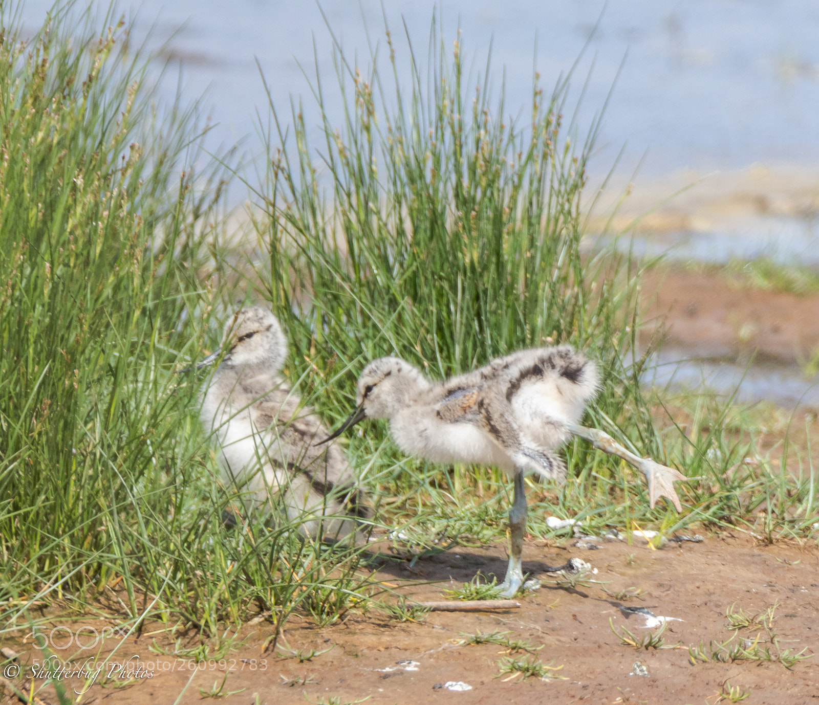 Canon EOS 80D sample photo. Avocet chicks photography