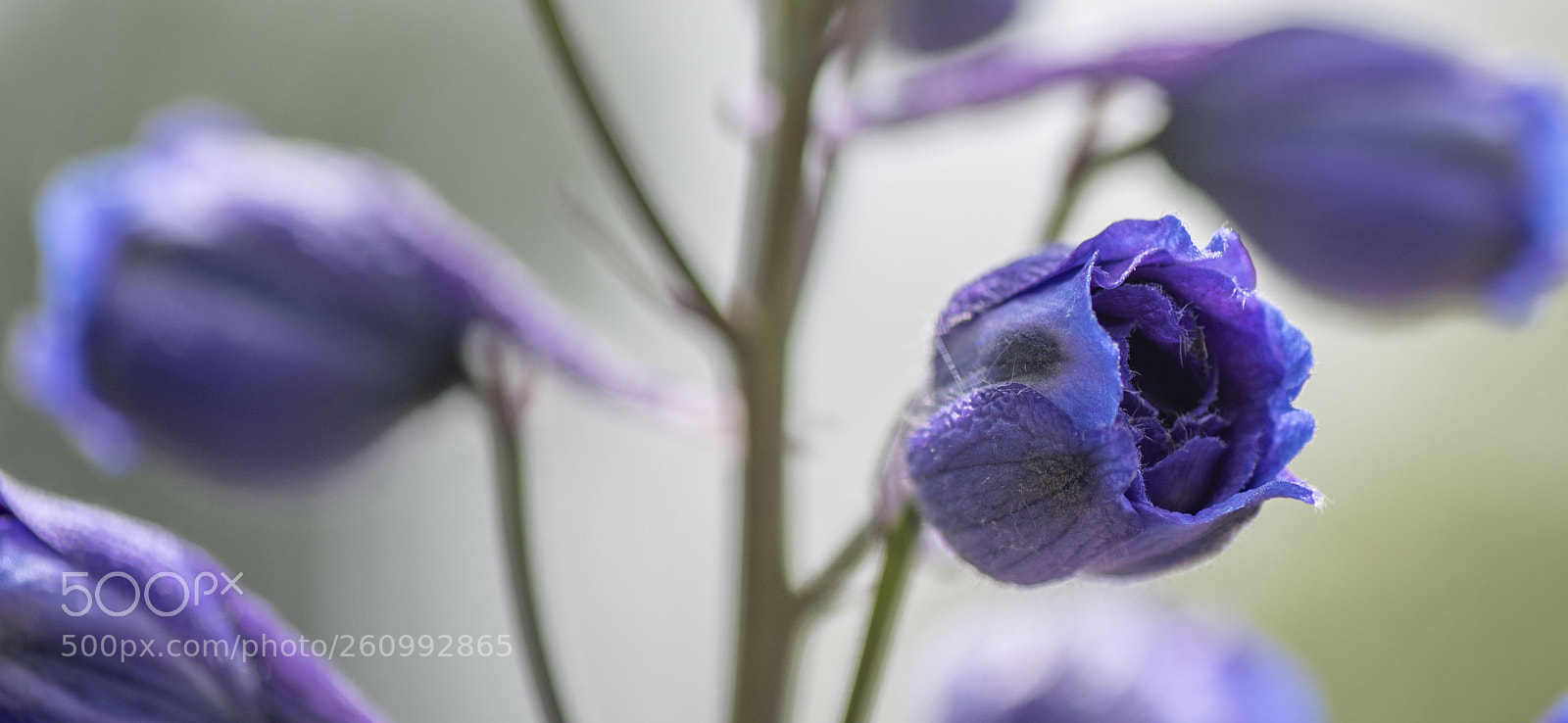 Nikon D810 sample photo. Bouton floral. photography