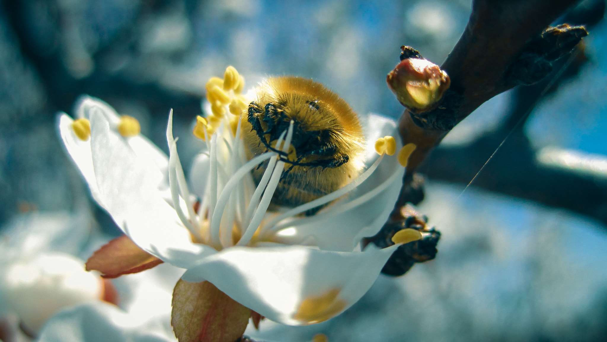 Canon PowerShot SD1400 IS (IXUS 130 / IXY 400F) sample photo. Blossom dinner photography