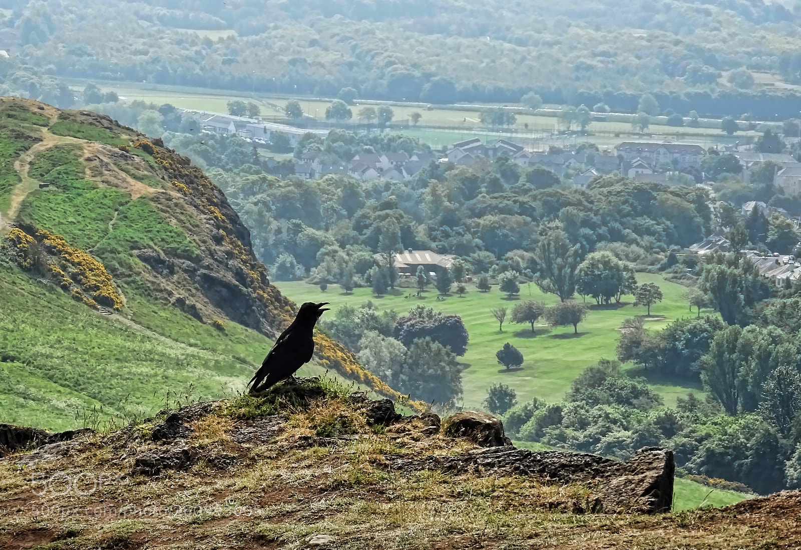 Sony DSC-HX60 sample photo. The crow on the photography