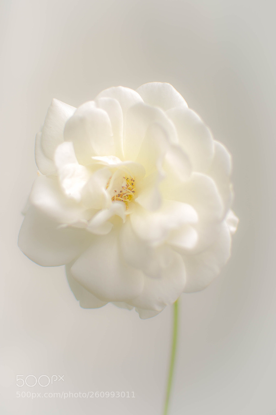 Nikon D3100 sample photo. A rose by any photography