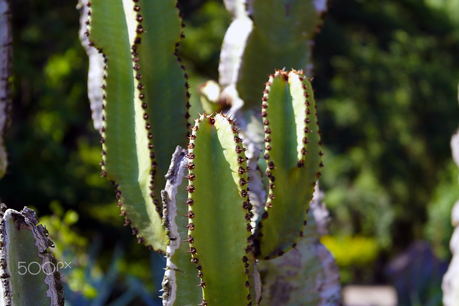 Samsung NX1100 sample photo. Botanical garden plants photography