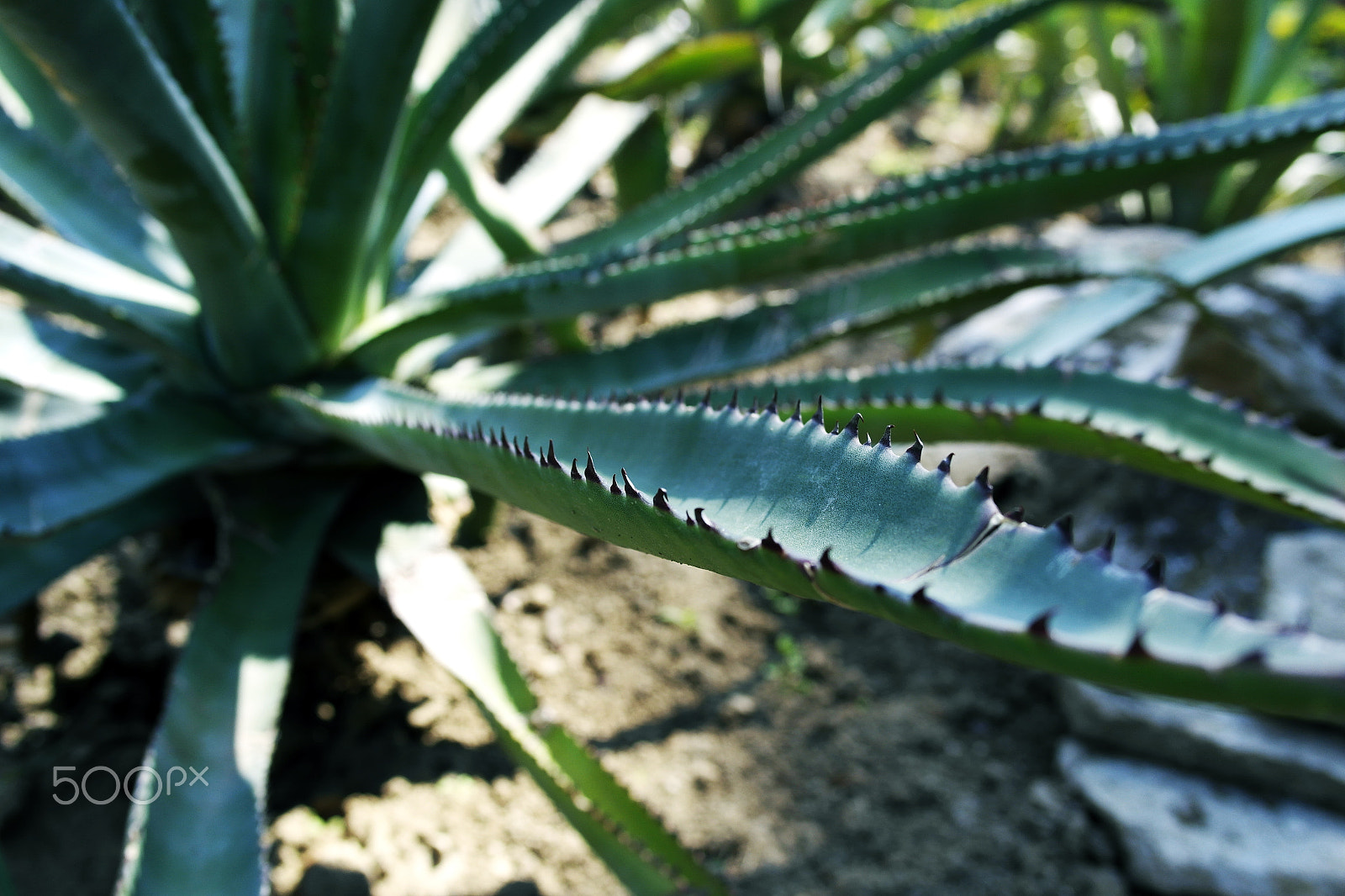 Samsung NX1100 sample photo. Botanical garden plants photography