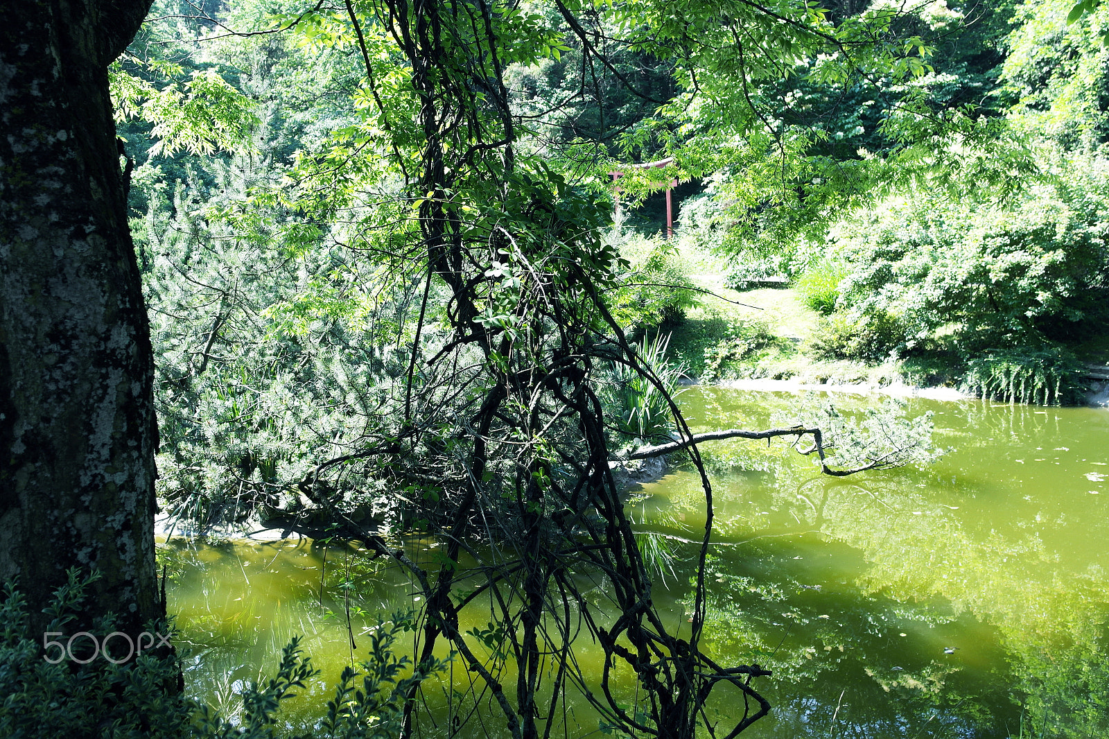 Samsung NX1100 sample photo. Botanical garden plants photography