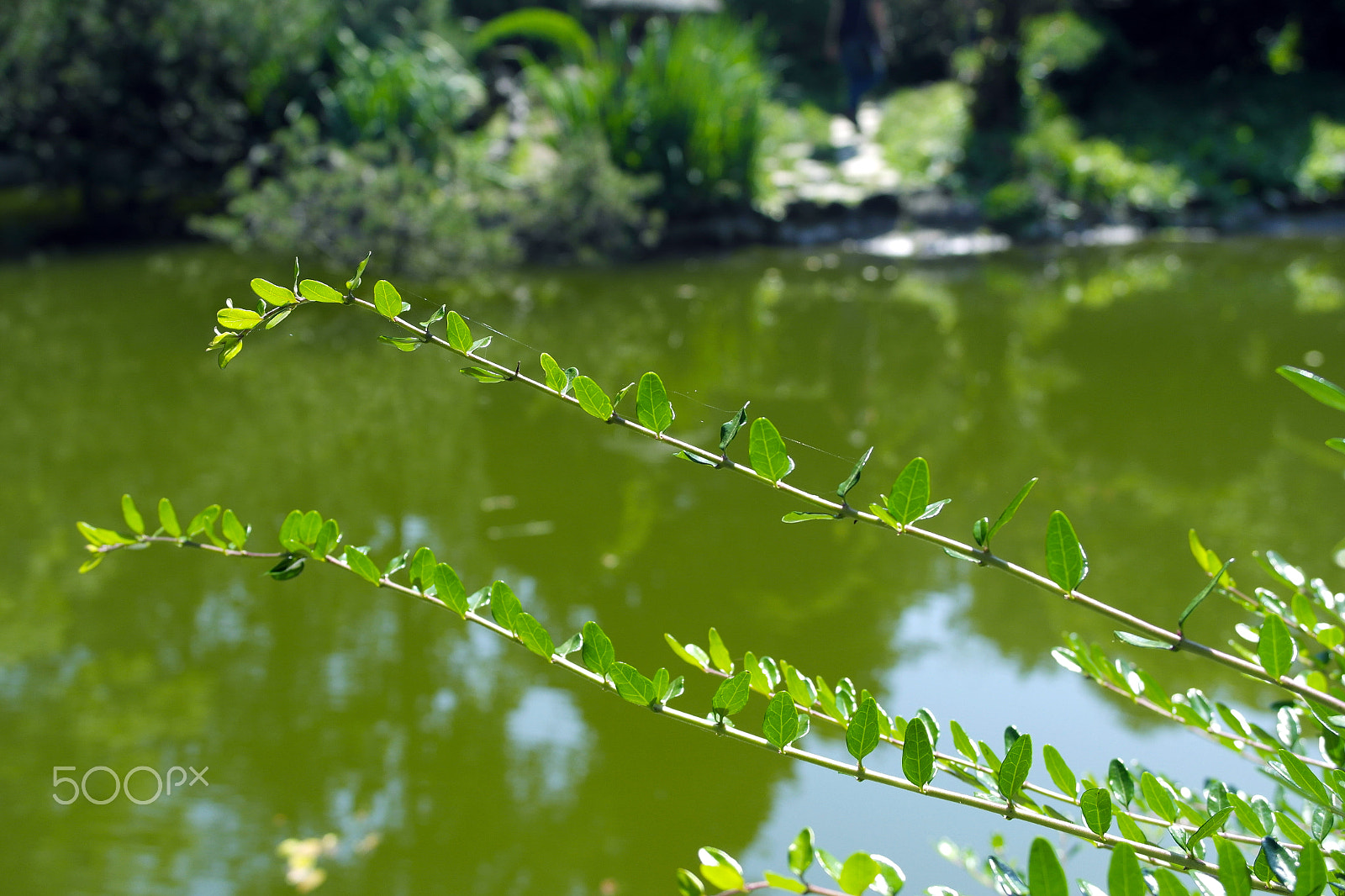 Samsung NX1100 sample photo. Botanical garden plants photography