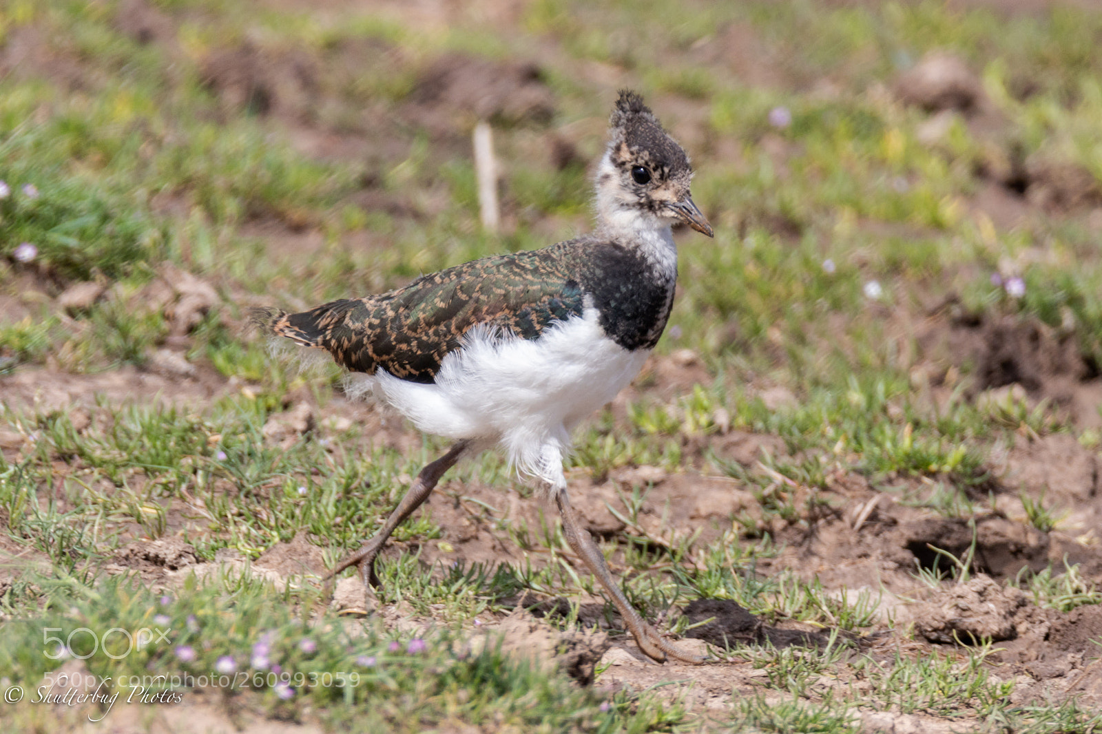 Canon EOS 80D sample photo. Juvenile lapwing photography