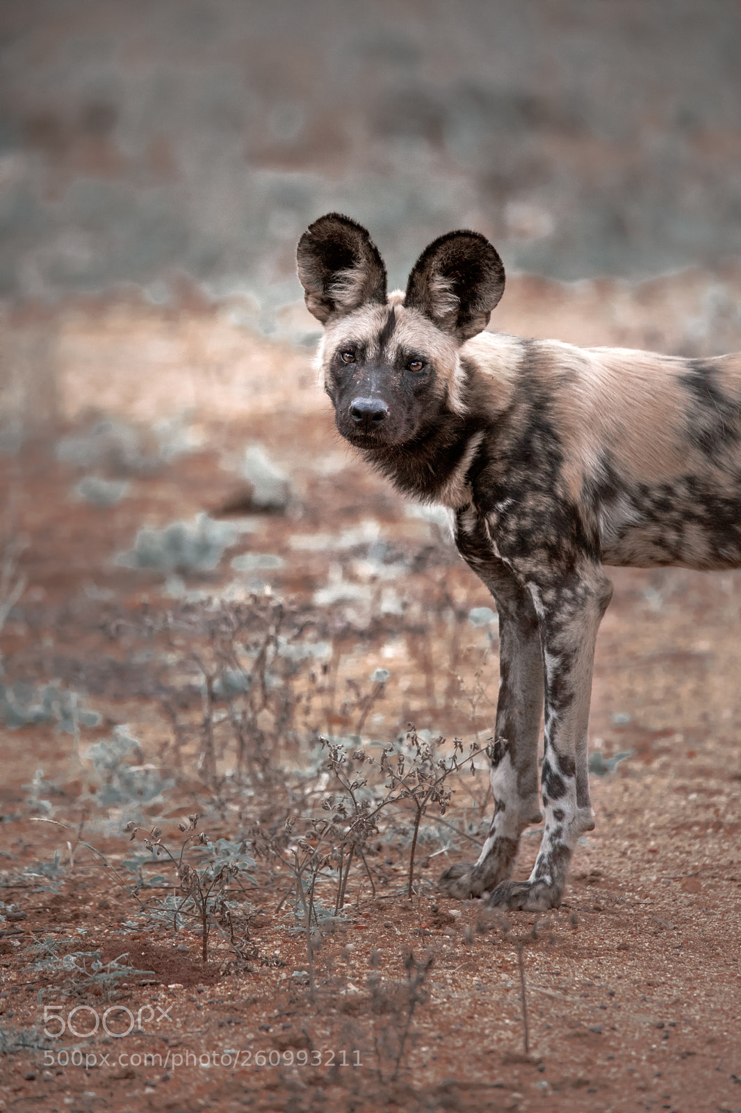 Canon EOS 5D Mark IV sample photo. Wild african dog photography