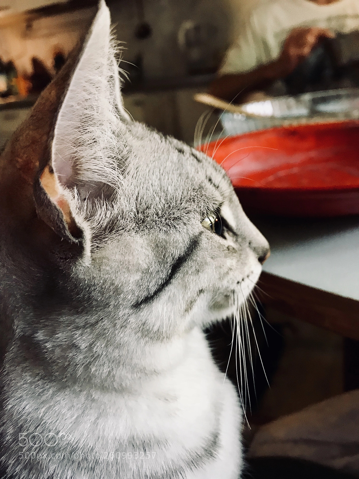 Apple iPhone 7 Plus sample photo. Moses the easter bunny photography