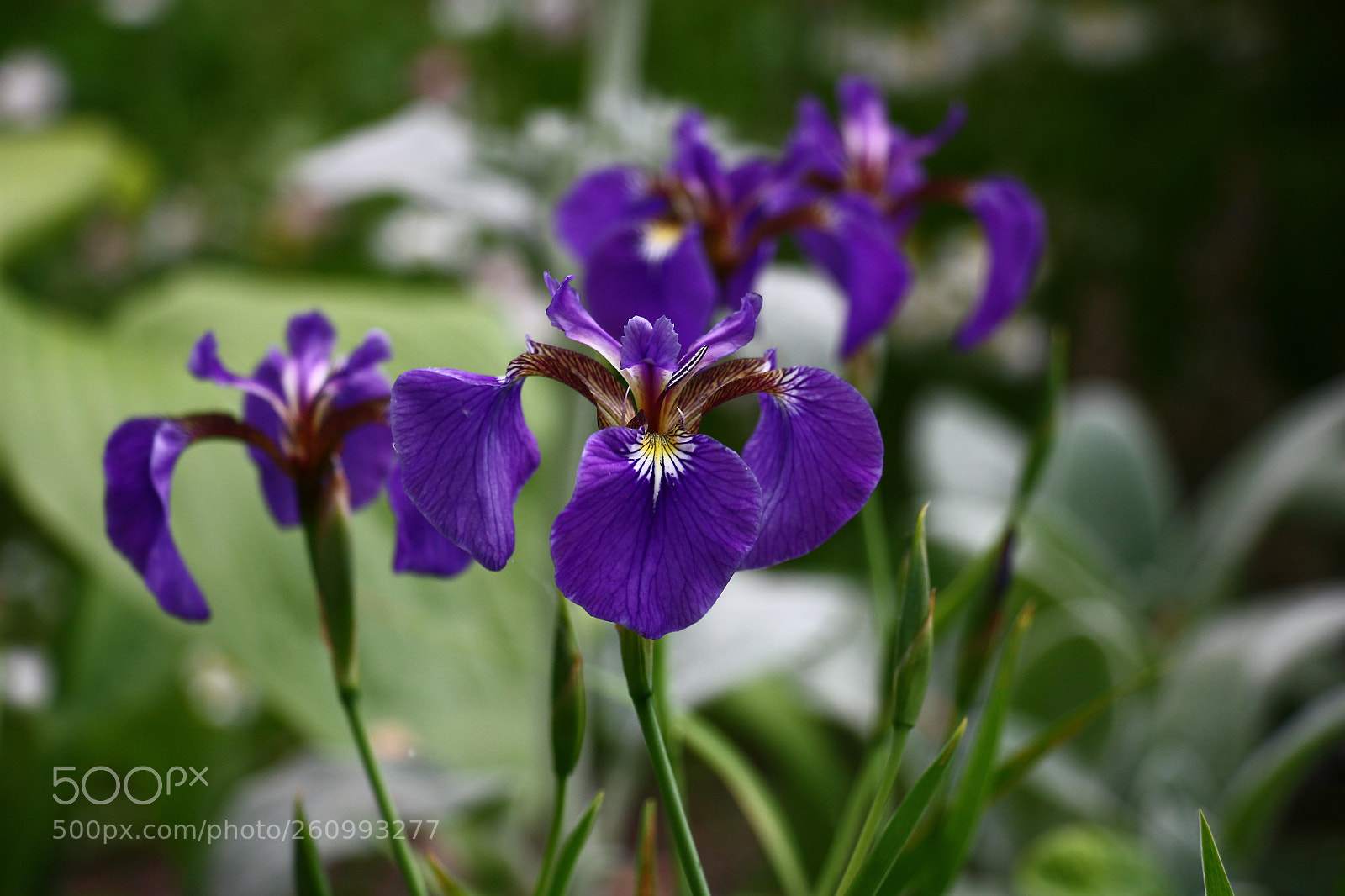 Canon EOS 450D (EOS Rebel XSi / EOS Kiss X2) sample photo. Magnificent modest iris. photography