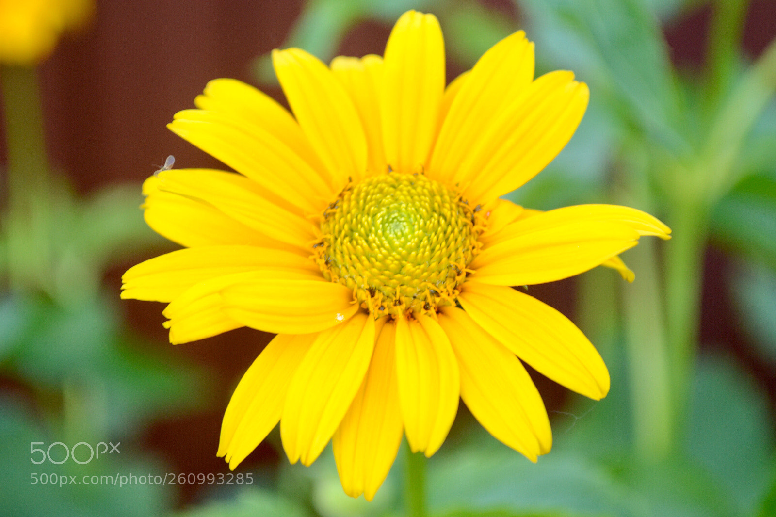Nikon D3100 sample photo. Untitled photography