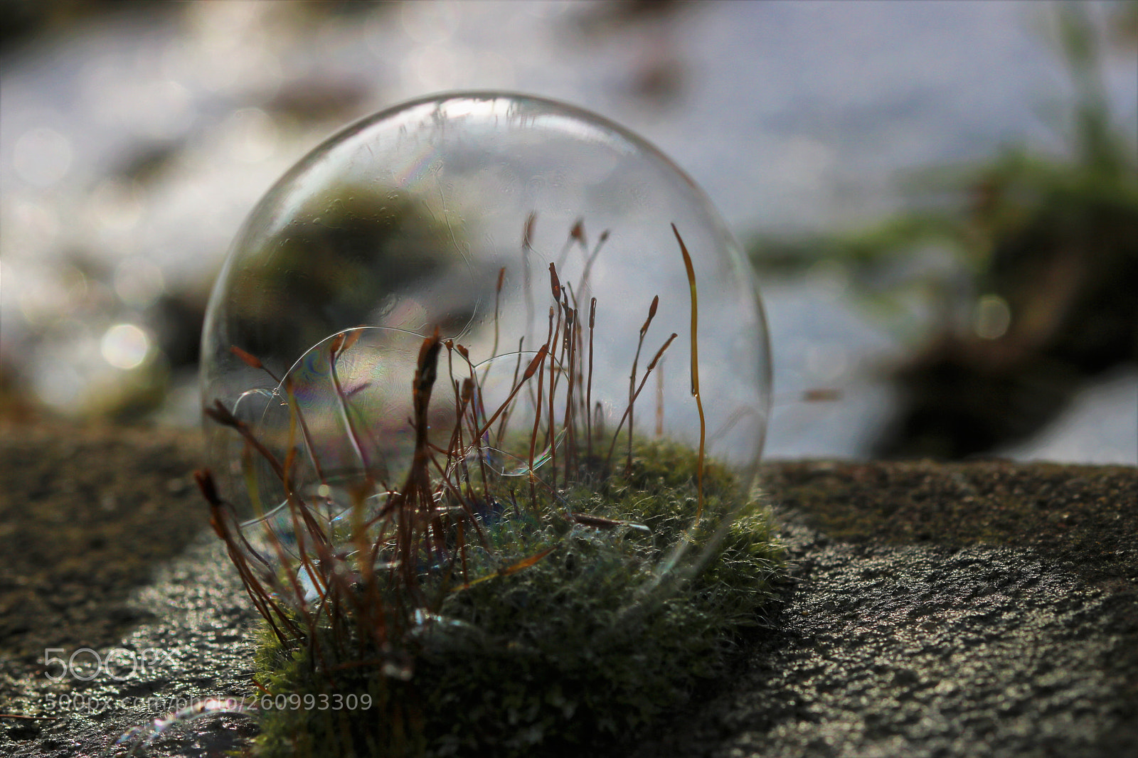 Canon EOS 760D (EOS Rebel T6s / EOS 8000D) sample photo. World in an orb photography