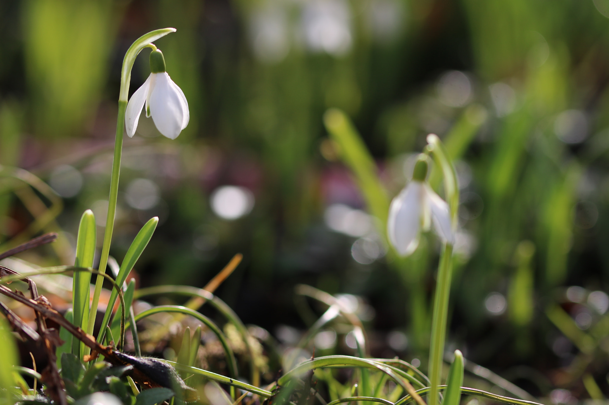 Canon EOS 760D (EOS Rebel T6s / EOS 8000D) sample photo. All light and green photography