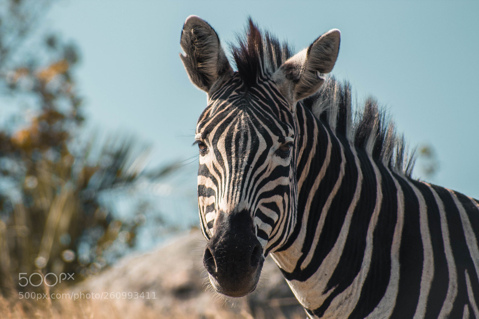 Canon EOS 1300D (EOS Rebel T6 / EOS Kiss X80) sample photo. Zebra portrait photography