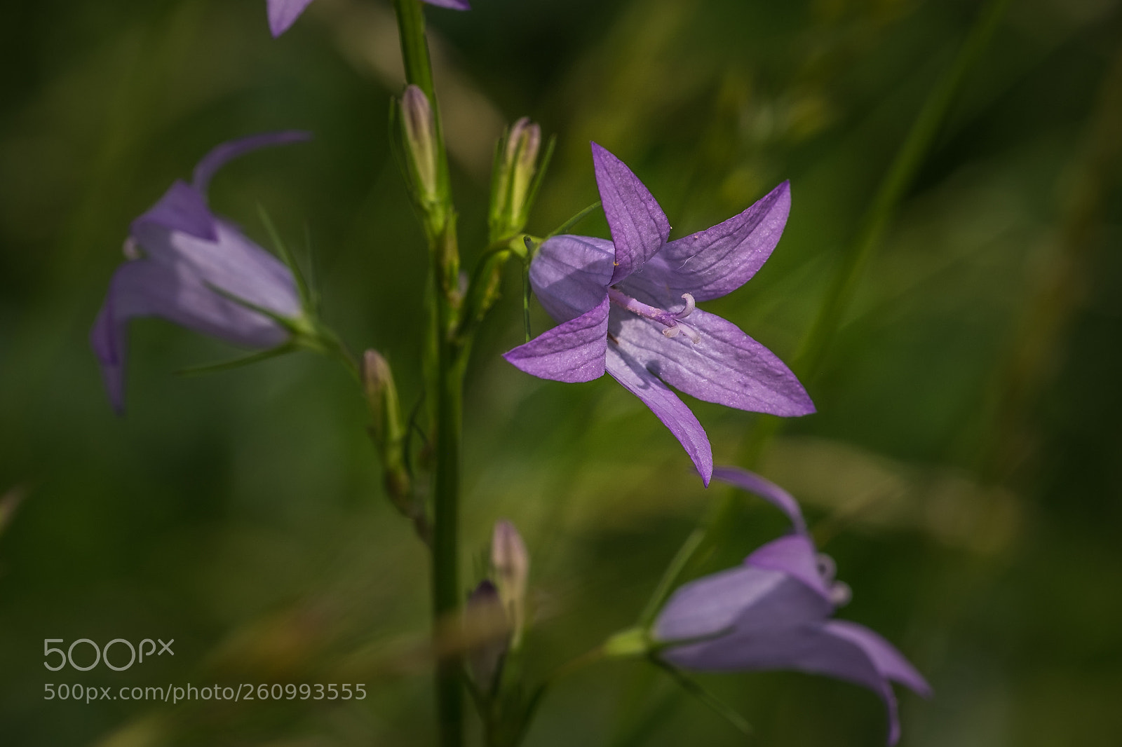 Fujifilm X-T1 sample photo. Wiesen glockenblume (campanula patula) photography