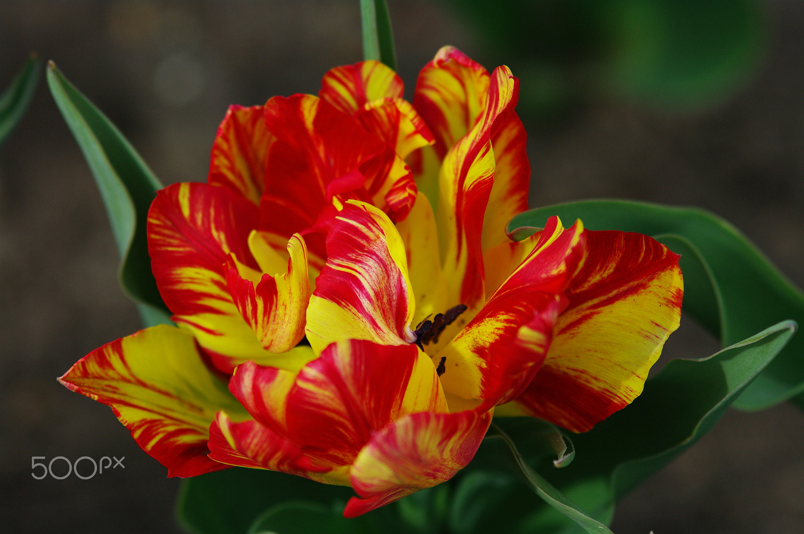 Pentax K20D sample photo. Fire flower photography