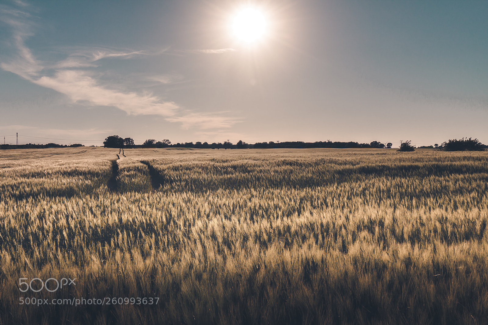 Canon EOS 60D sample photo. Feld photography