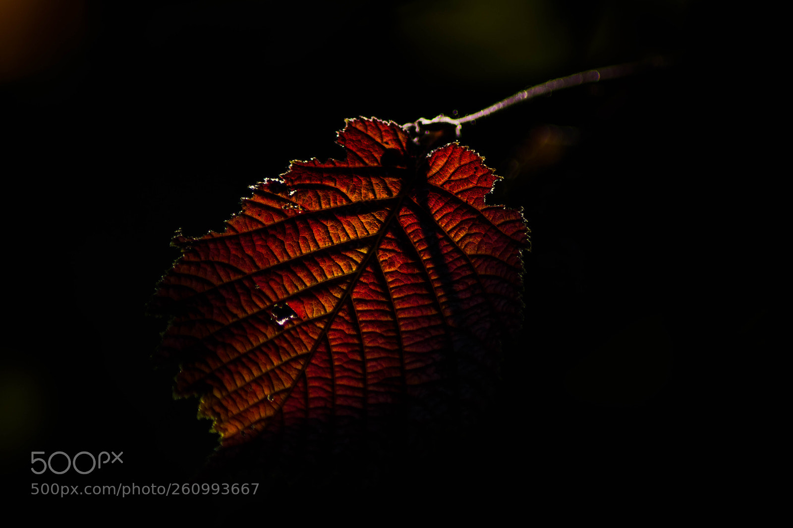 Nikon D5200 sample photo. Macro photography