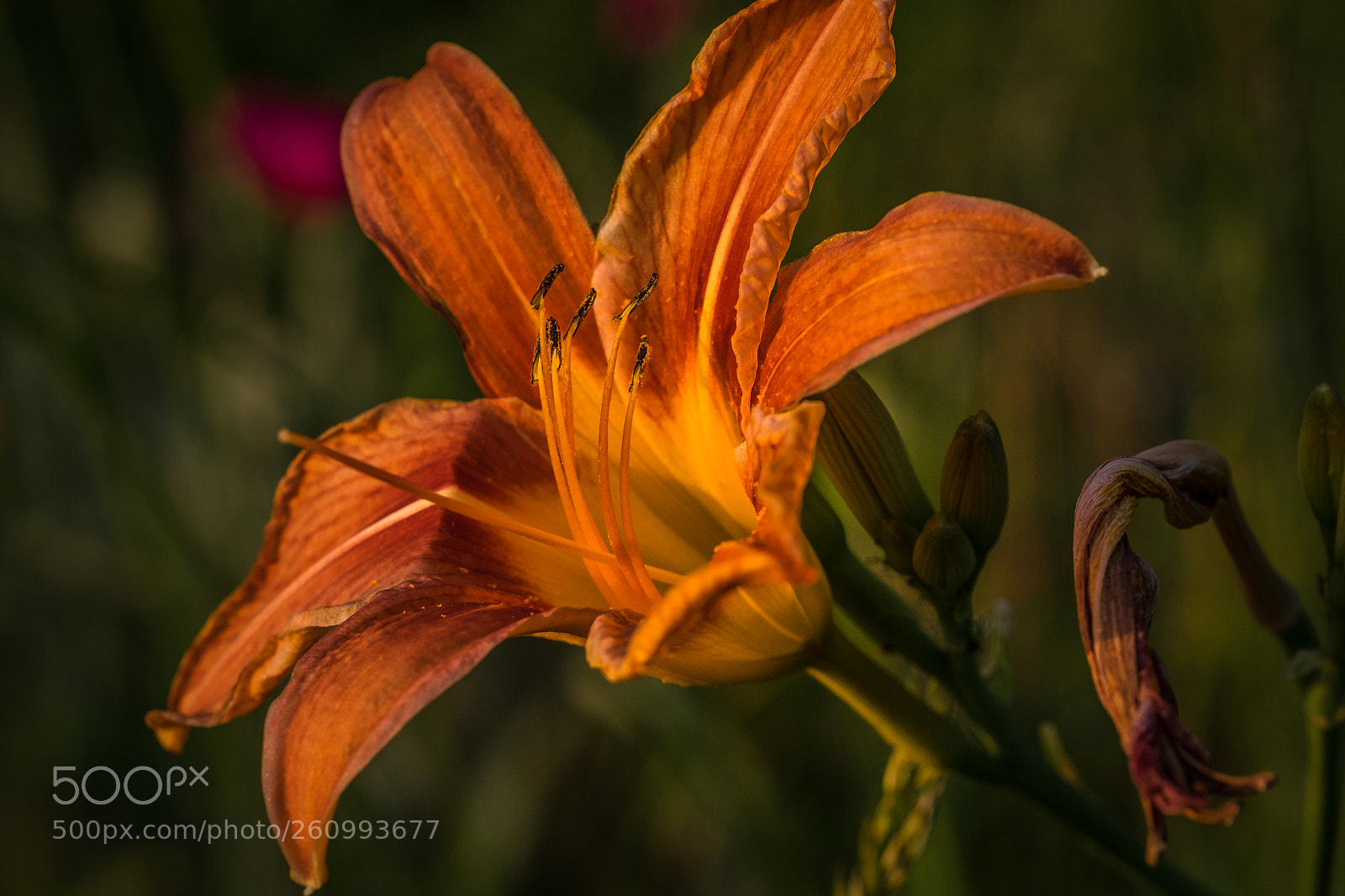 Fujifilm X-T1 sample photo. Gelbrote taglilie (hemerocallis fulva) photography