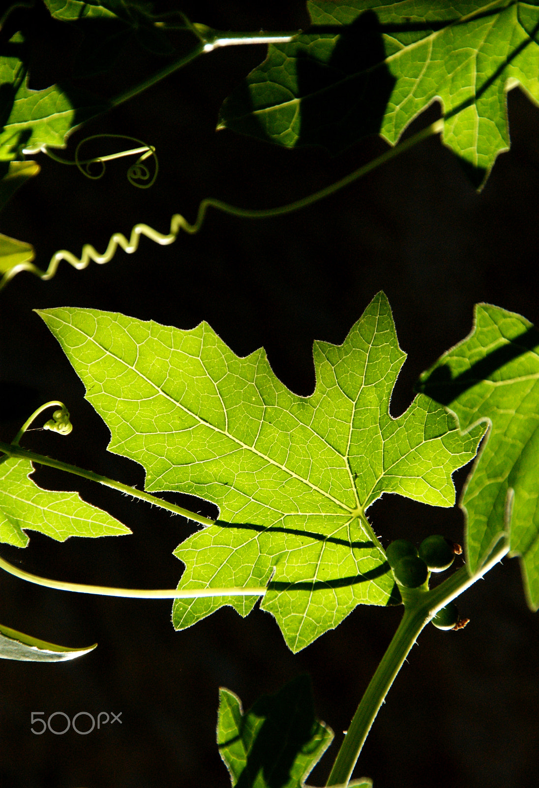 Sony Alpha DSLR-A350 sample photo. La parra, quien la toma la agarra. photography