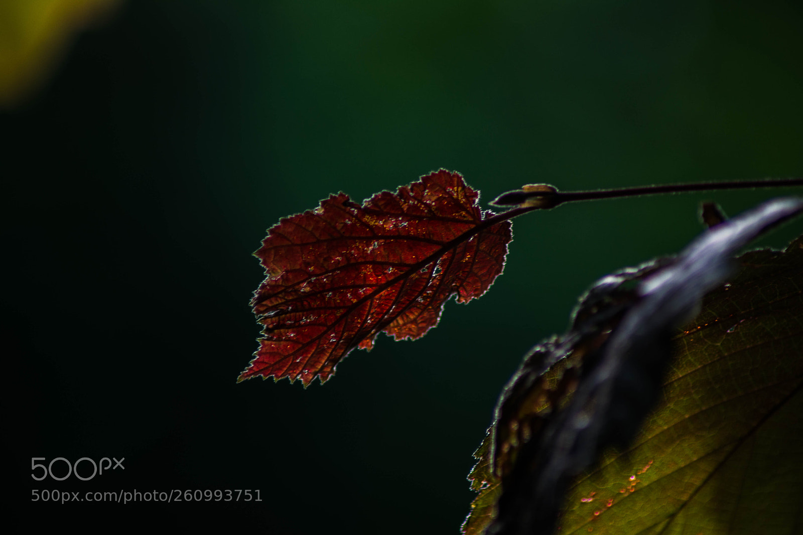 Nikon D5200 sample photo. Macro photography