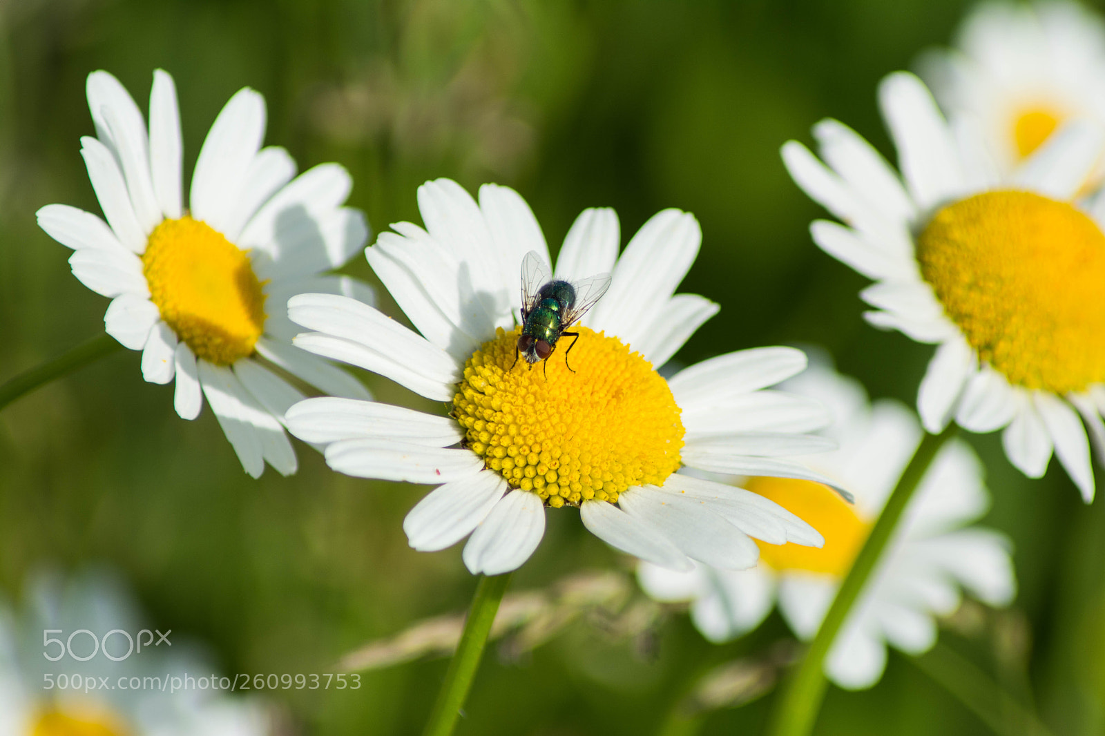 Nikon D5200 sample photo. Macro photography