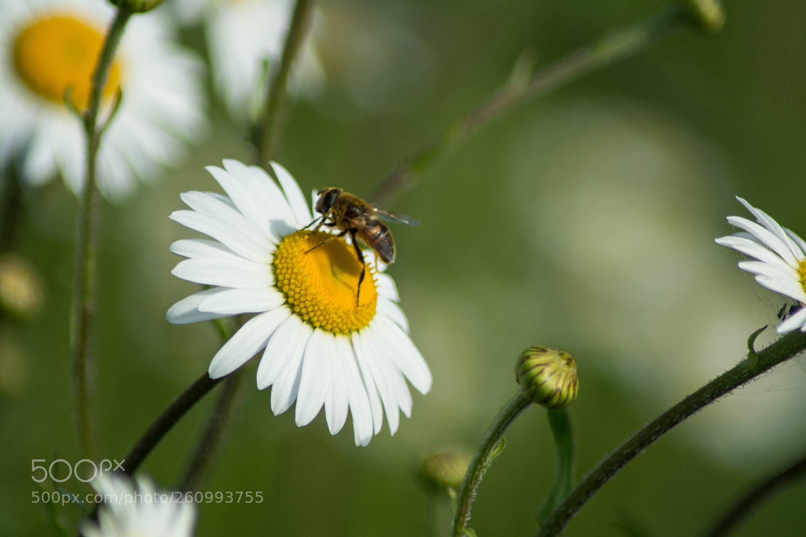 Nikon D5200 sample photo. Macro photography