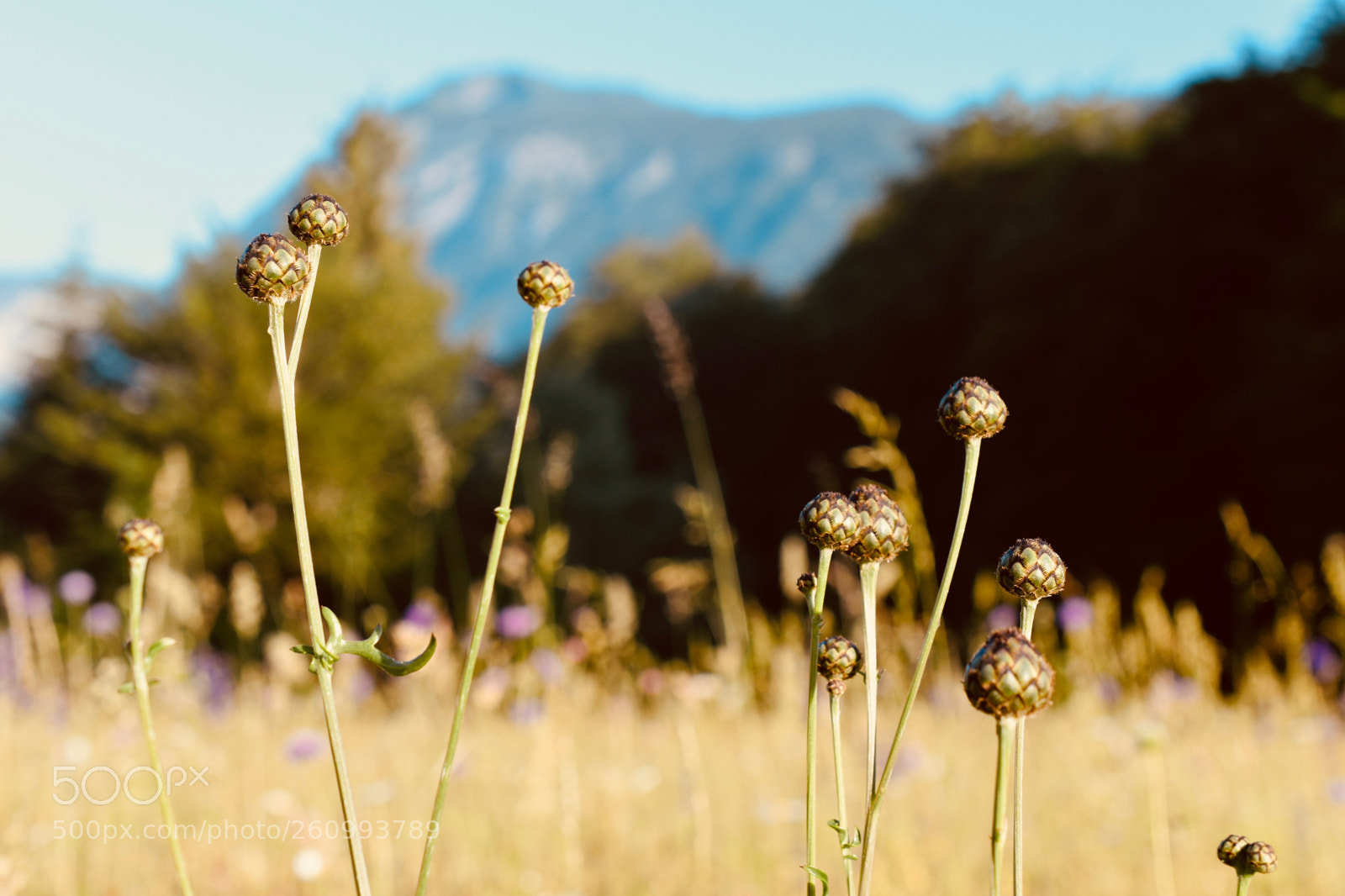 Nikon D5600 sample photo. Heavenly meadow photography