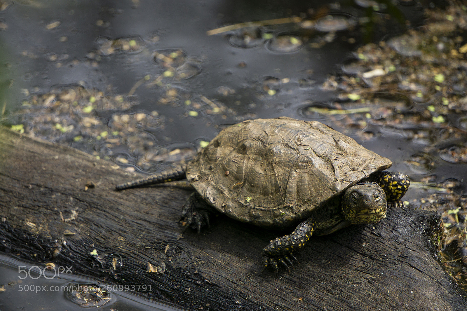Sony a6000 sample photo. Emys orbicularis photography