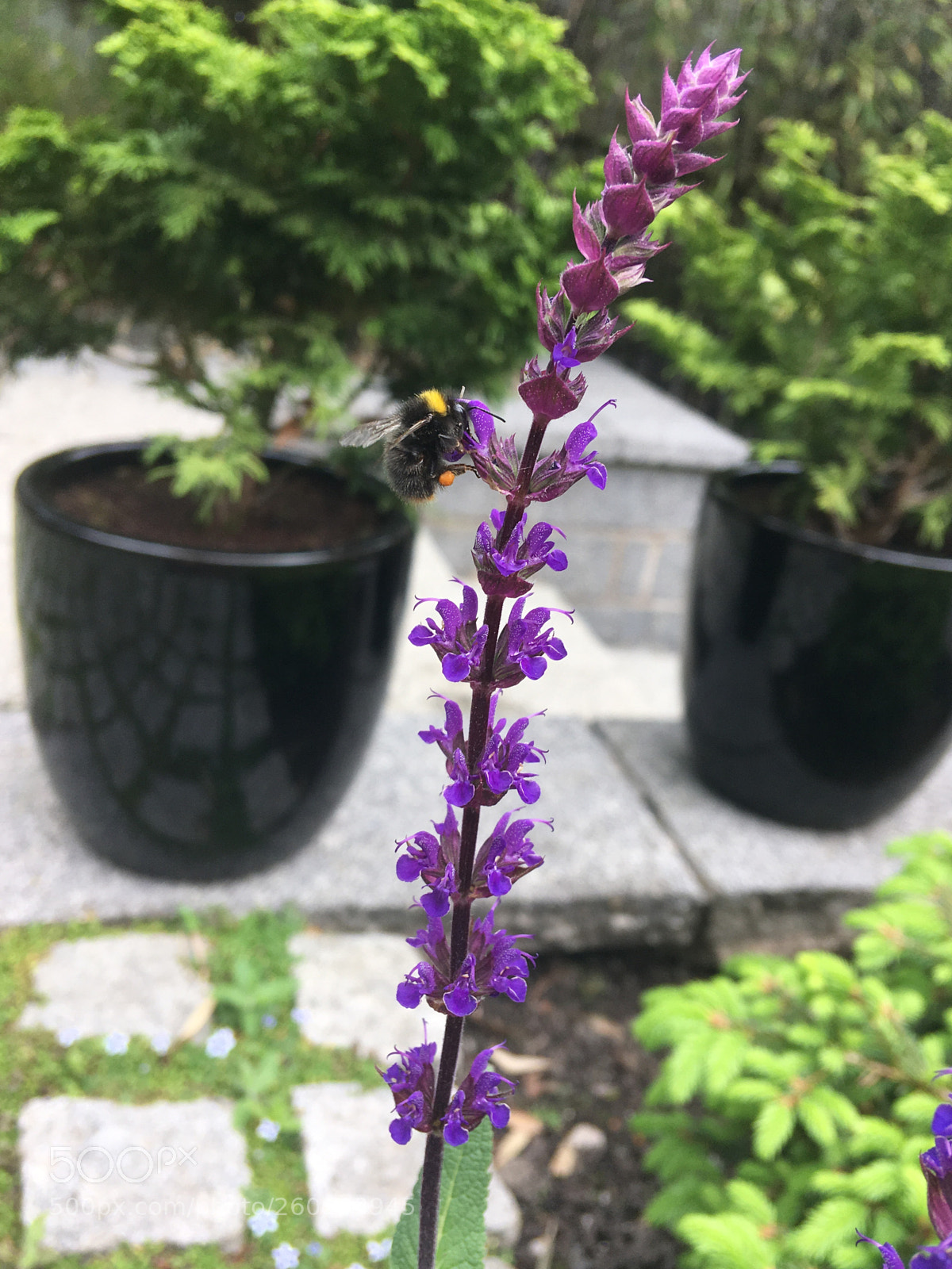 Apple iPhone SE sample photo. Bee photography
