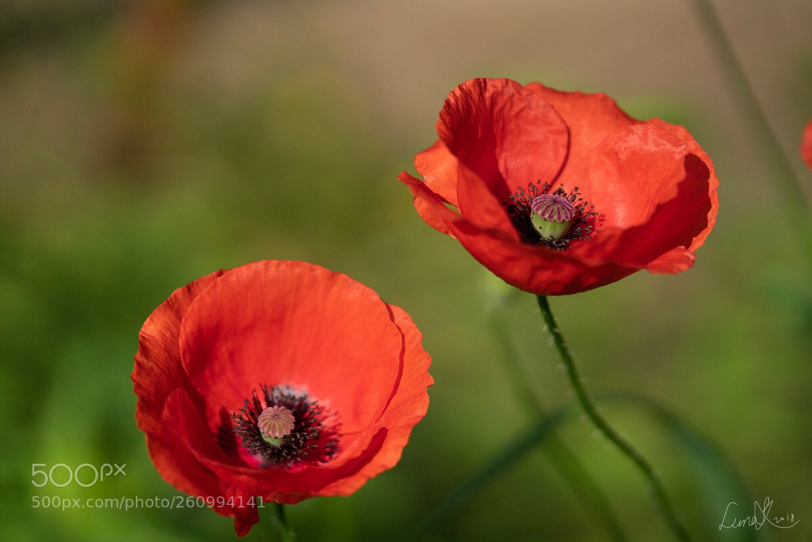 Sony a7R II sample photo. You are just you photography