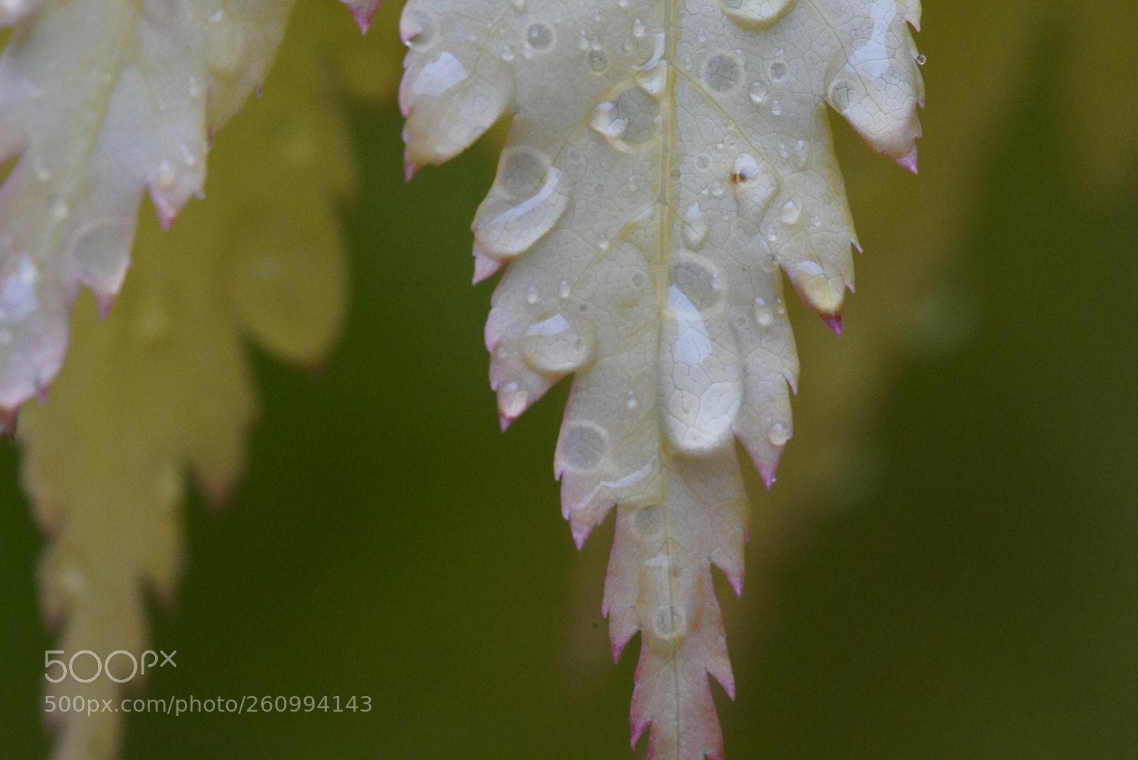 Sony a7 III sample photo. Raindrop photography