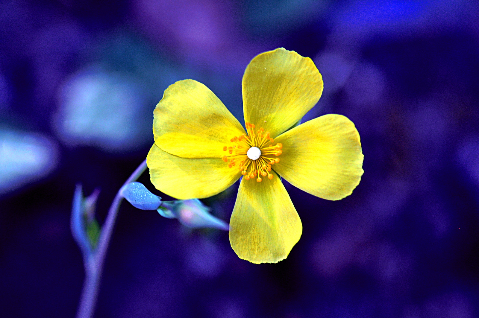 Sigma Macro 90mm F2.8 sample photo. A photography