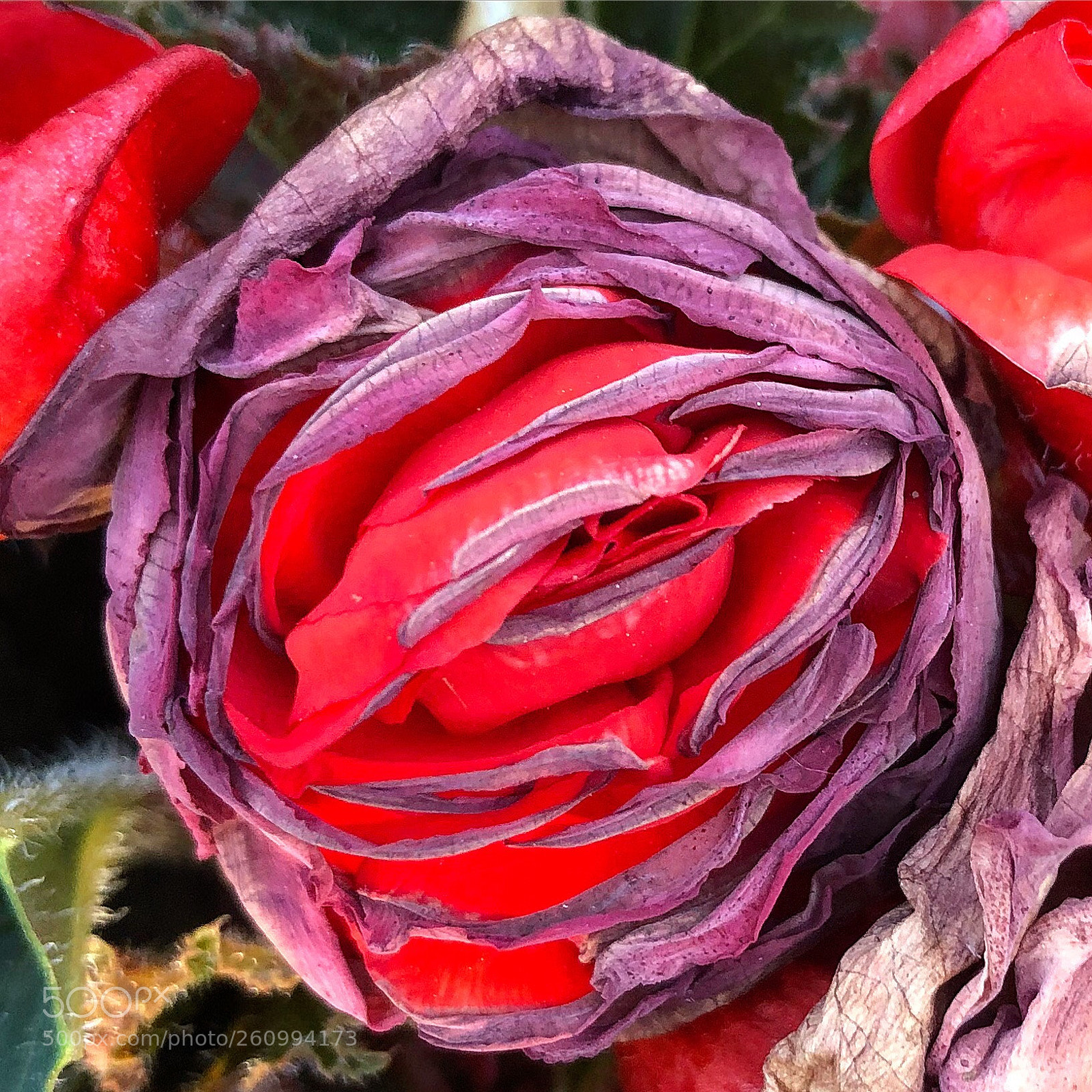 Apple iPhone 8 Plus sample photo. Amazing coloured flower photography