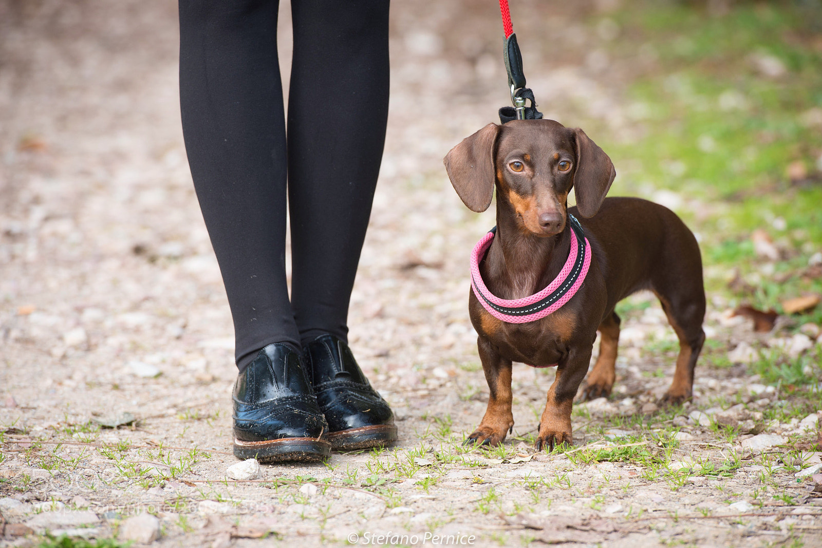 Nikon D800 sample photo. Six legs photography