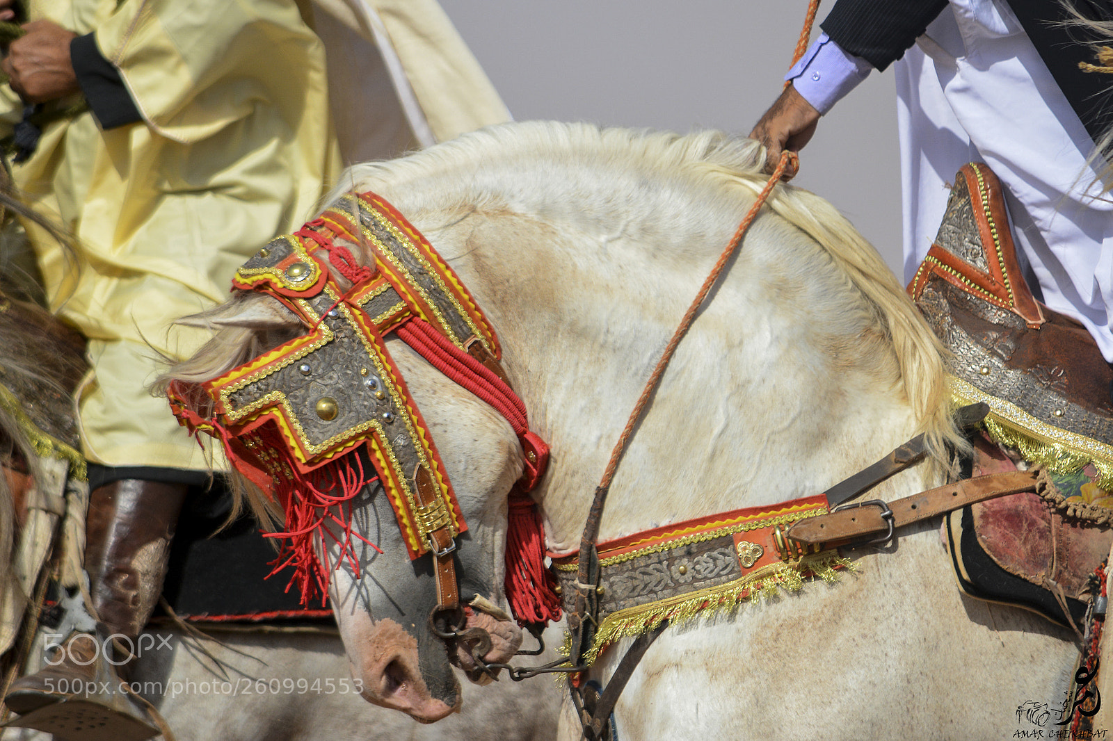 Nikon D5200 sample photo. اجمل حصان photography