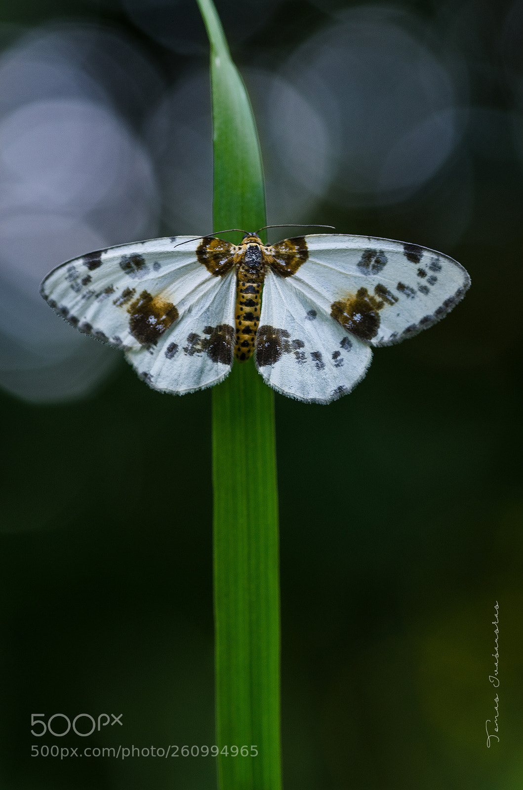 Nikon D5100 sample photo. Ribbon photography