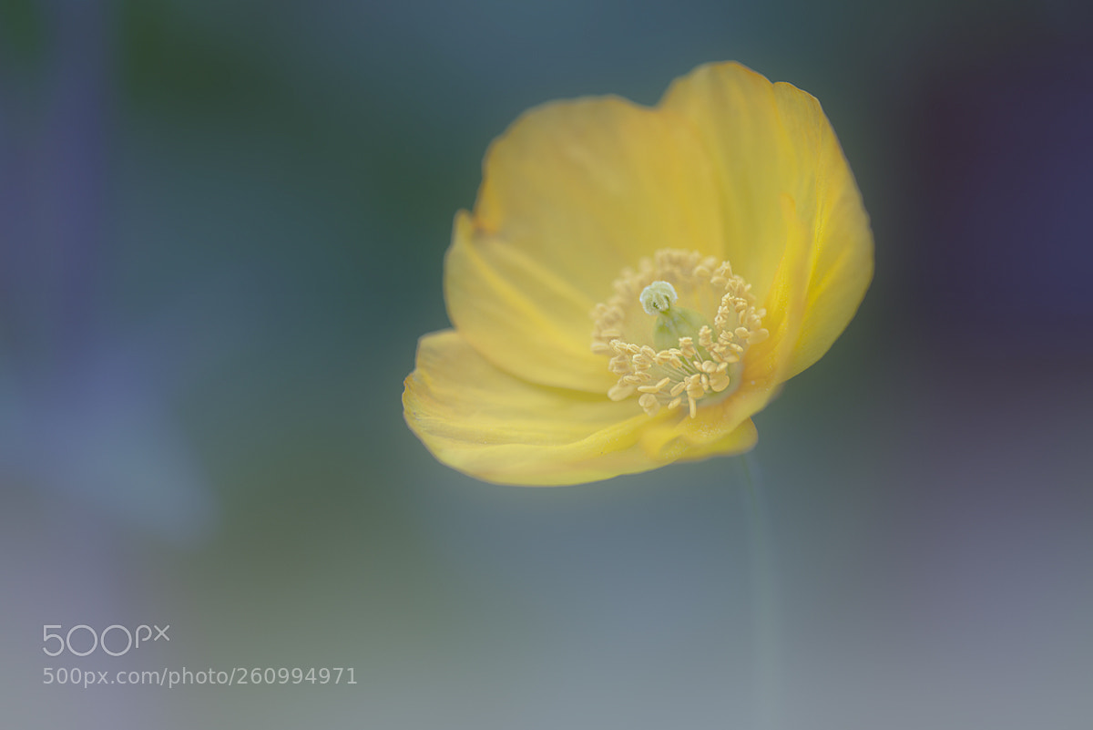 Nikon D800 sample photo. Yellow photography