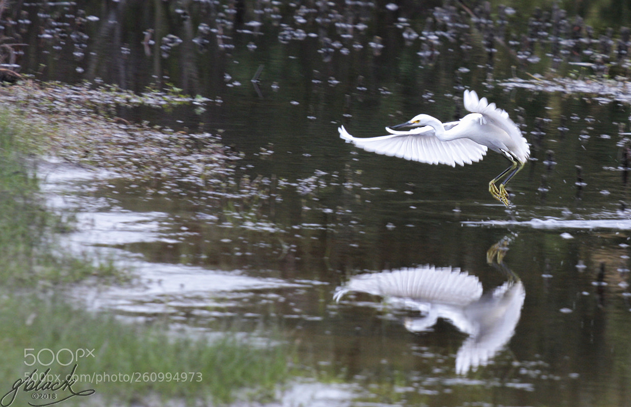 Canon EOS 40D sample photo. Egret x 2 photography