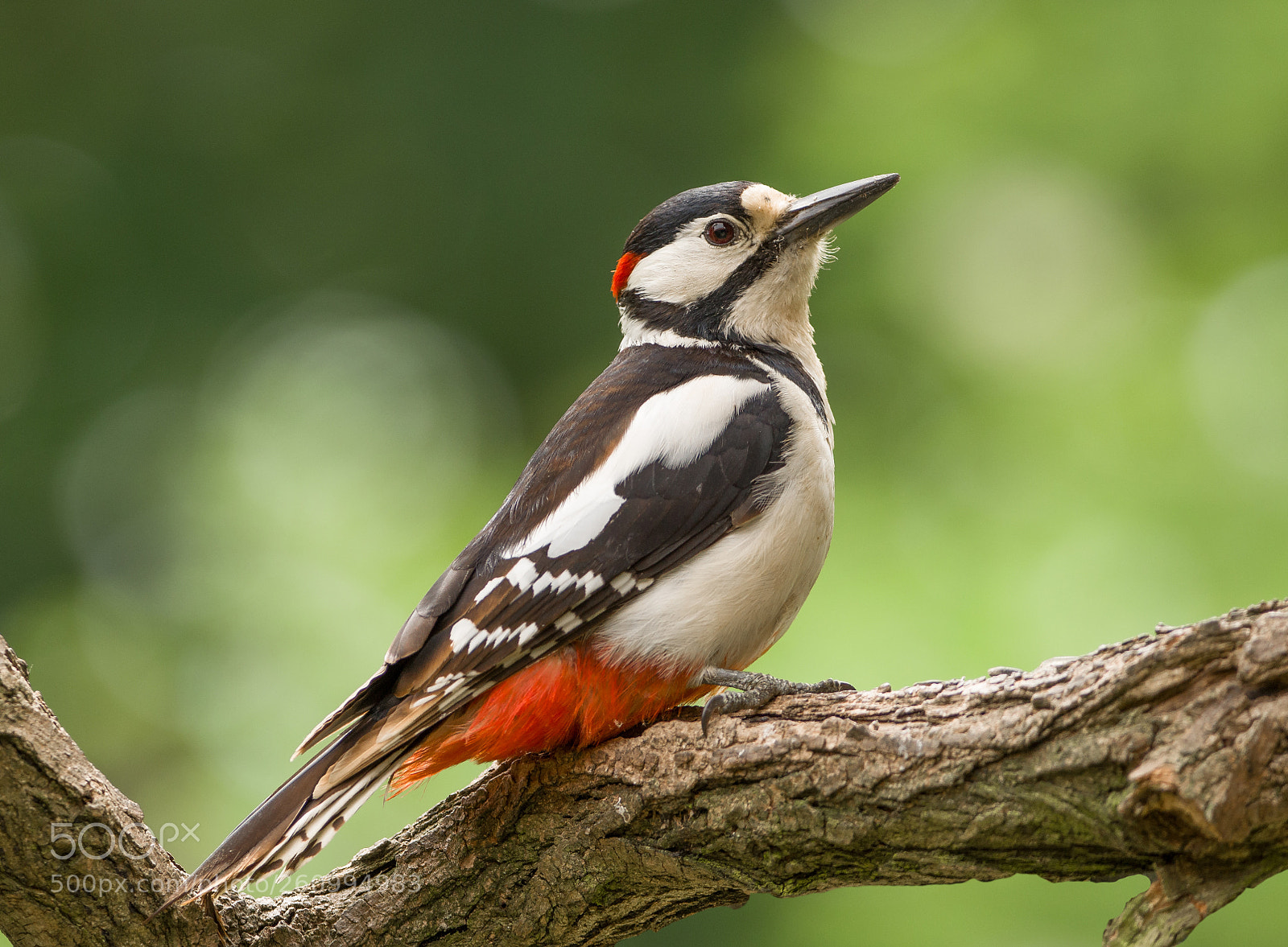 Nikon D5100 sample photo. Woodpecker photography