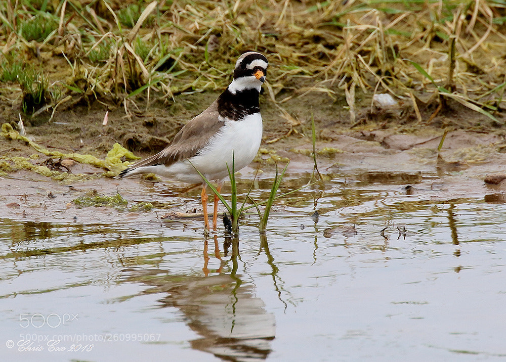 Canon EOS 7D Mark II sample photo. Ringed plover photography