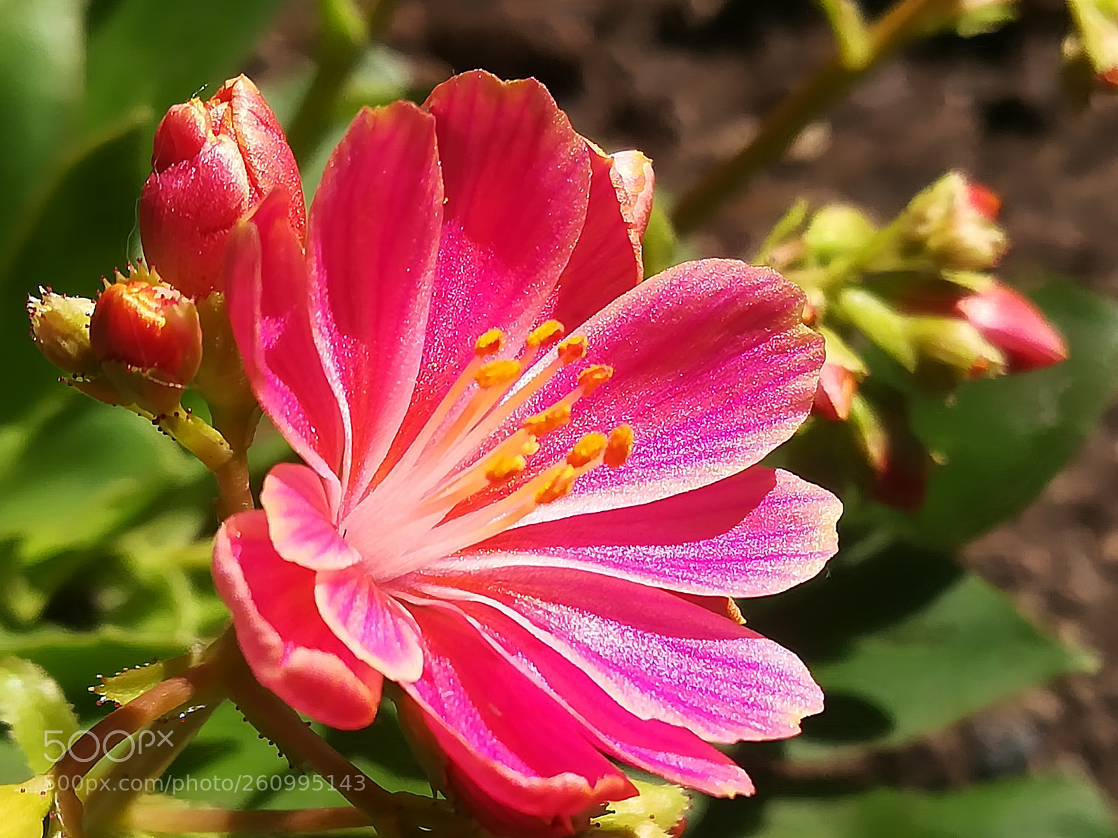 HUAWEI P10 lite sample photo. Beautiful red flower photography