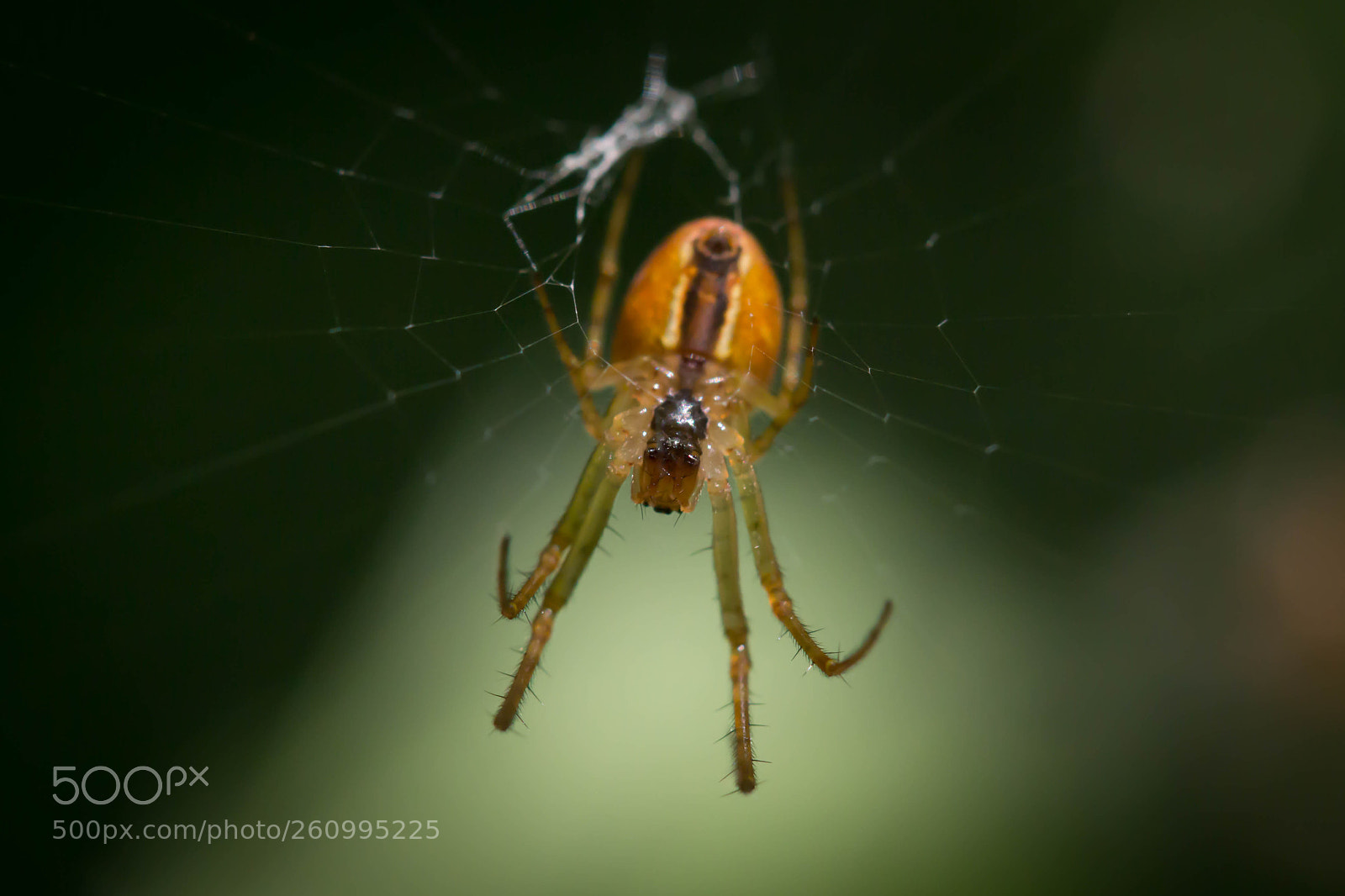 Canon EOS 60D sample photo. Spinne photography