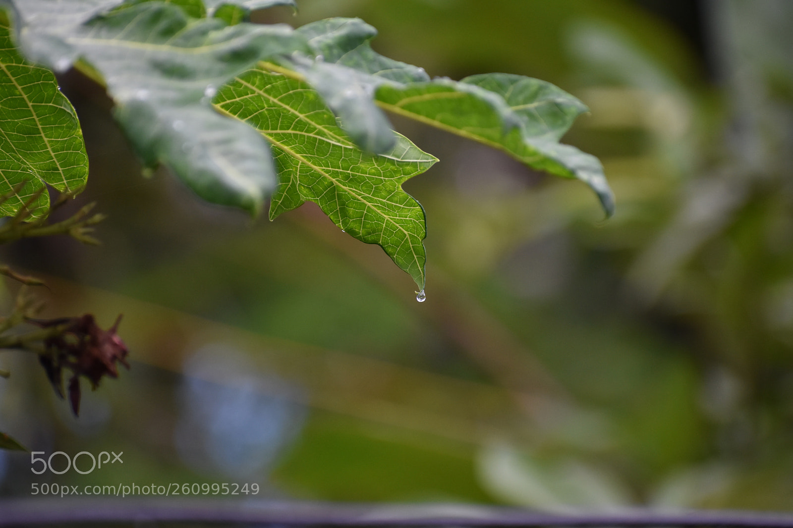 Nikon D3400 sample photo. Untitled photography